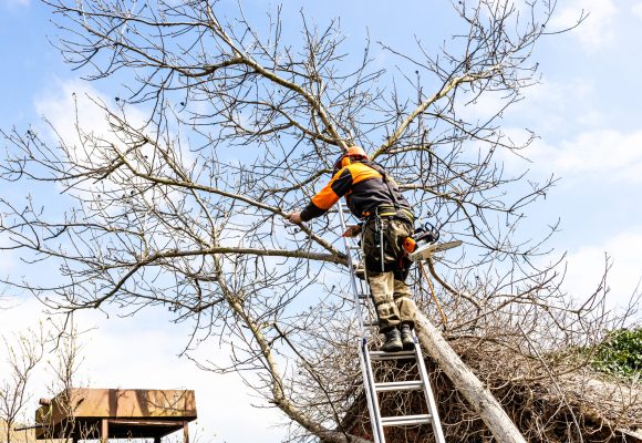 arborist saws old walnut tree over roof in country yard on sunny spring day