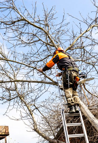 arborist saws old walnut tree over roof in country yard on sunny spring day