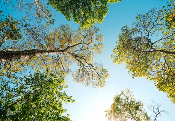trees and green leaves in spring during the day