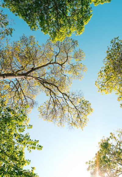 trees and green leaves in spring during the day