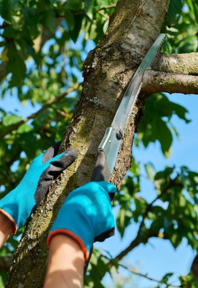 Close up of woman gardener with garden handsaw cutting branch on fruit tree in garden. Gardening, hobby, agriculture, tree care concept.