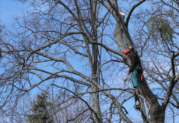 Kyiv, Ukraine 03.25.2021: professional worker sitting on a tree and with a chainsaw sawing dry, old, diseased and dead branches from the crown in the spring before the onset of heat