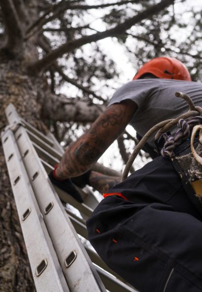 Technician climbs ladder to prune trees using rope access techniques
